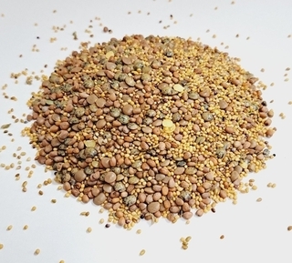 Sprouting - Lentil Zesty Crunch
